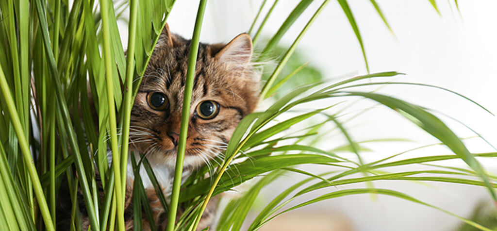 Nämä kasvit ovat myrkyllisiä kissoille ja koirille | Plantagen