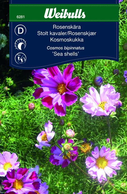 Punakosmos 'Sea Shells' | Plantagen