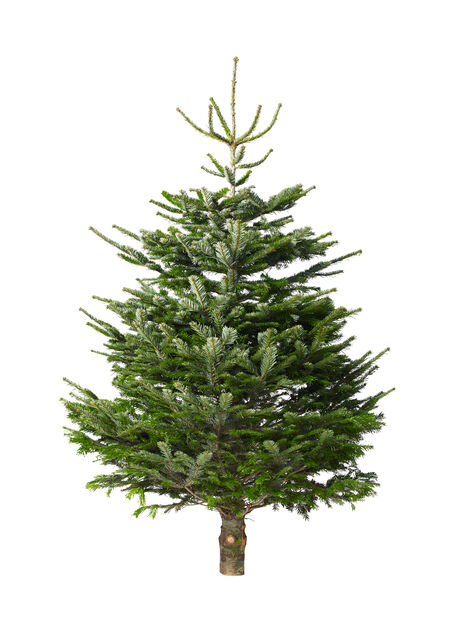 Joulukuusi Jalokuusi Excellent Korkeus 190-220 cm Vihreä | Plantagen