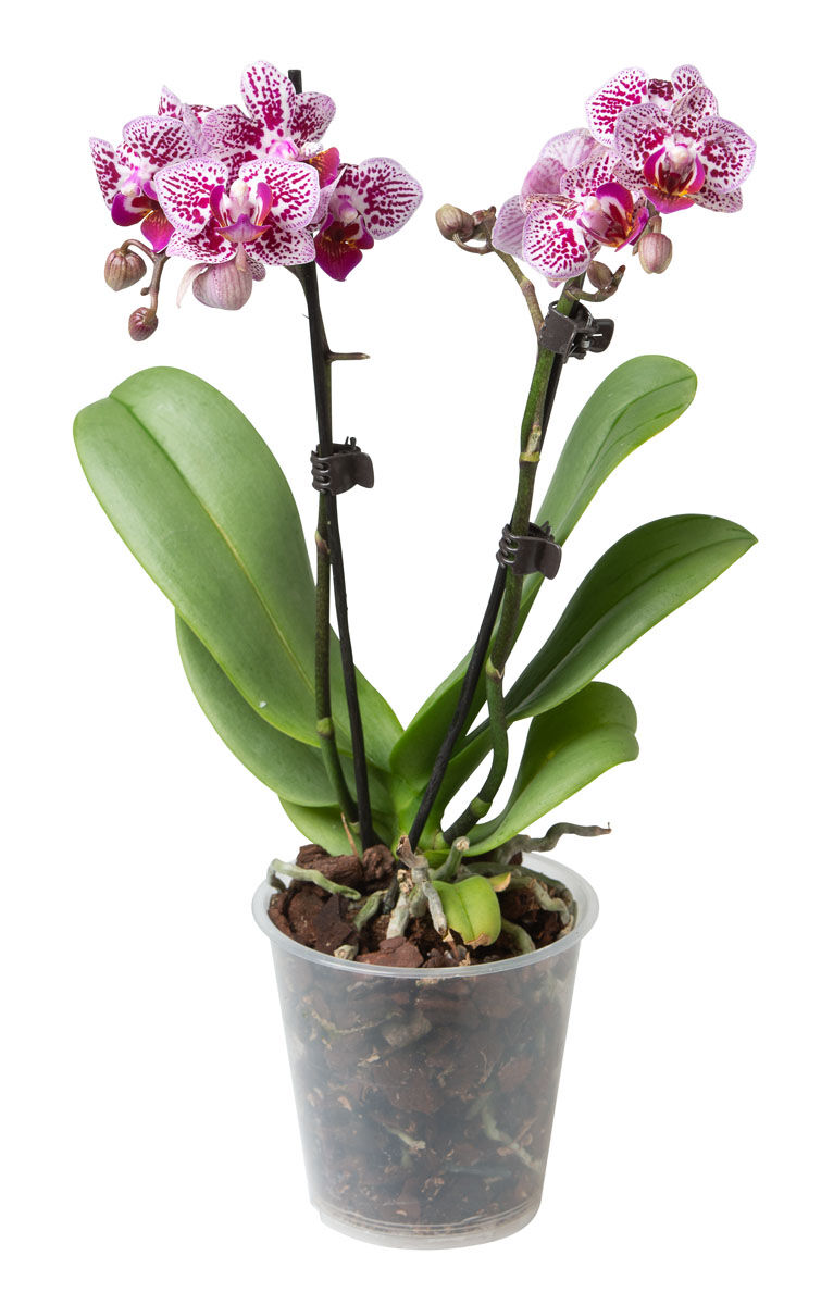 Top 29+ imagen plantagen orkidea - abzlocal fi