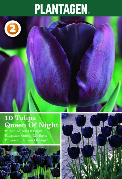 Tulppaani 'Queen Of Night' Violetti | Plantagen