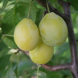 Persikkapuut - Osta Plantagenilta | Plantagen