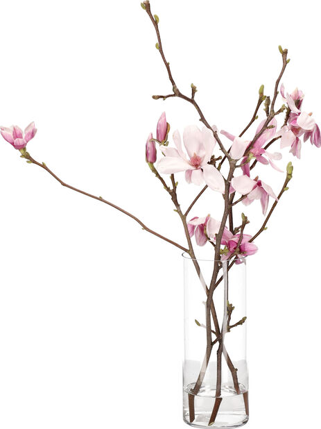 Magnoolia Korkeus 60 cm Useita värejä | Plantagen