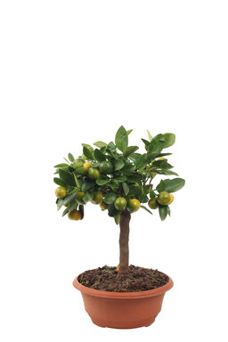 Sitrus- ja oliivipuut - Osta Plantagenilta | Plantagen