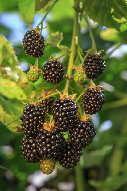 Karhunvatukka 'Black Satin' kehikossa Ø23 cm Musta | Plantagen