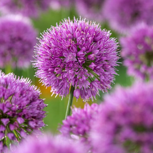 Koristelaukka 'Millenium' Ø17 cm Violetti | Plantagen