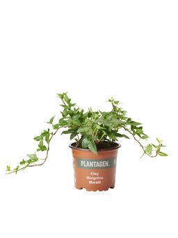 Helppohoitoiset kasvit - Osta Plantagenilta | Plantagen