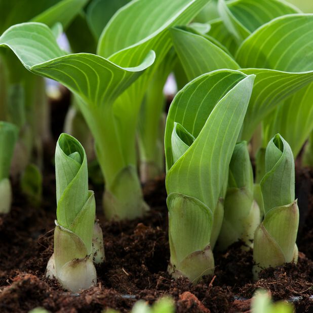 Kuunlilja 'Blue Mouse Ears' Ø13 cm Sininen | Plantagen