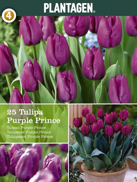 Tulppaani 'Purple Prince' Violetti | Plantagen