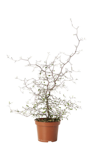 Kummituspuu Korkeus 40 cm Vihreä | Plantagen