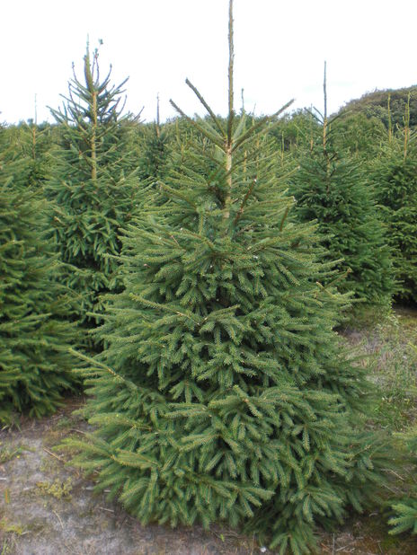 Joulukuusi Metsäkuusi Korkeus 220-270 cm Vihreä | Plantagen
