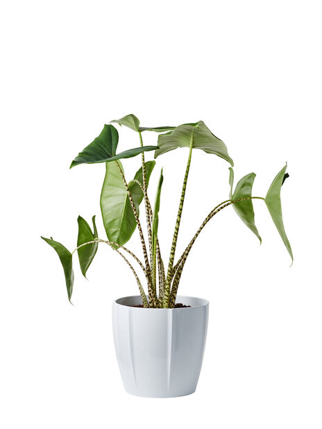 Seepra-alokasia Korkeus 100 cm Vihreä | Plantagen
