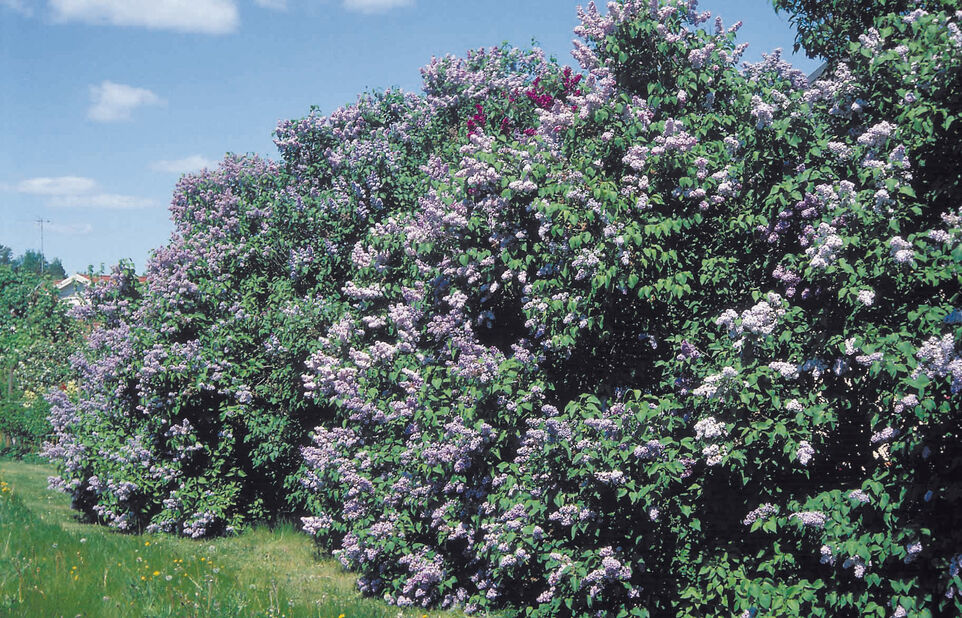 Pihasyreeni Ø19 cm Violetti | Plantagen