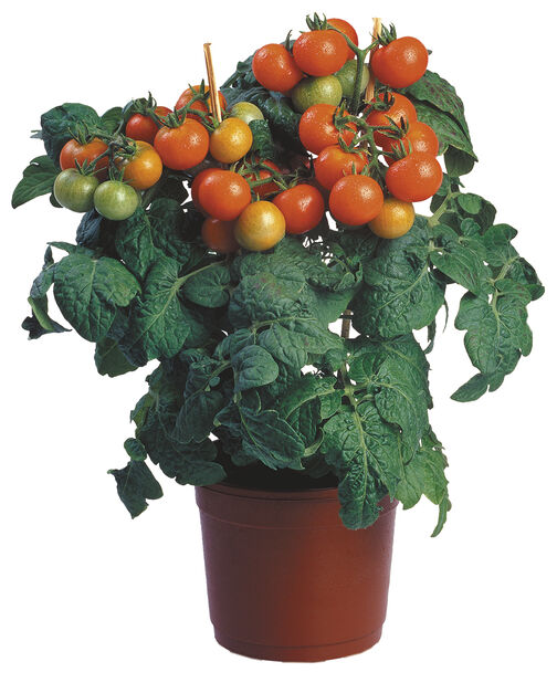Tutustu 34+ imagen tomaatin taimet plantagen