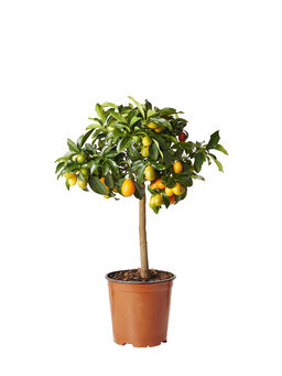 Sitrus- ja oliivipuut - Osta Plantagenilta | Plantagen