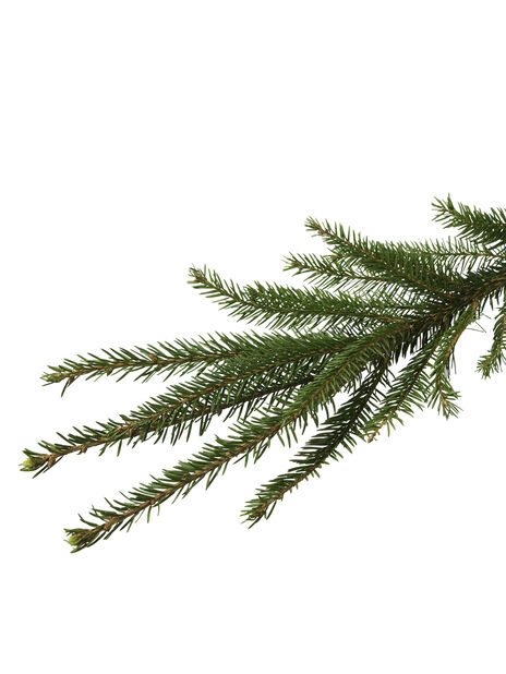 Joulukuusi Metsäkuusi Korkeus 160-190 cm Vihreä | Plantagen