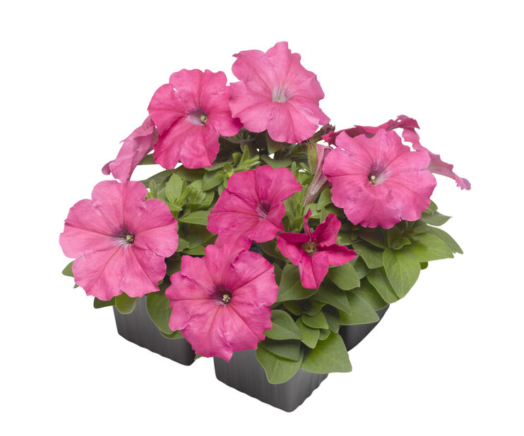 Petunia 6 kpl Pinkki | Plantagen