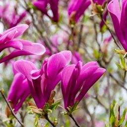Magnoliat - Osta Plantagenilta | Plantagen