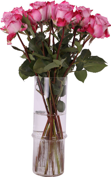 Ruusut 'Maritim' Korkeus 50 cm Useita värejä | Plantagen