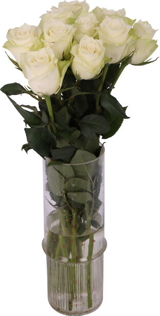 Ruusut 'Athena' Korkeus 50 cm Valkoinen | Plantagen