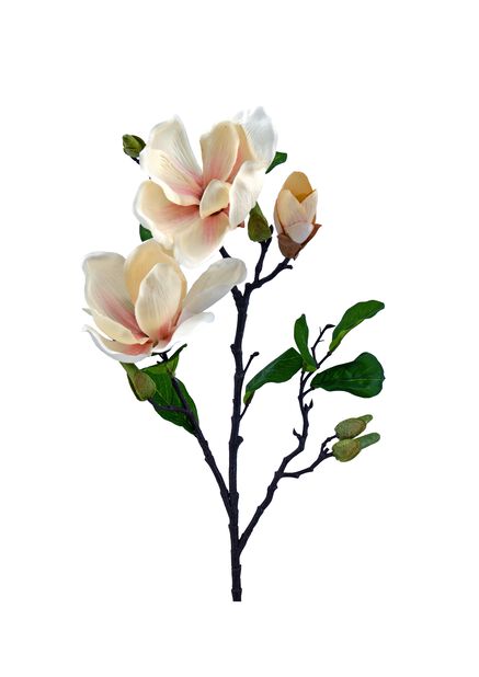 Tutustu 21+ imagen magnolian oksa plantagen