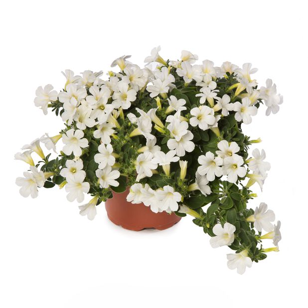Petunia 'Itsy' Ø12 cm Valkoinen | Plantagen