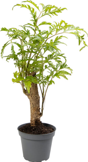 Hopea-aralia 'Filicifolia' Korkeus 8 cm Vihreä | Plantagen