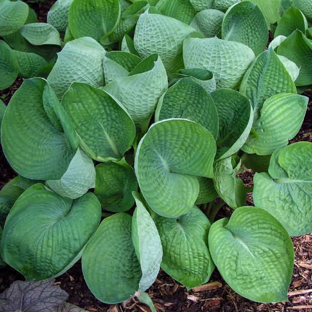 Kuunlilja 'Abiqua Drinking Gourd' Ø13 cm Sininen | Plantagen