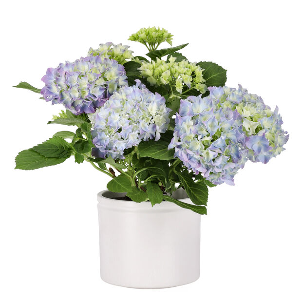 Jalohortensia Korkeus 35 cm Sininen | Plantagen