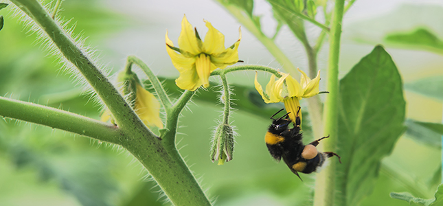 Auta puutarhan pölyttäjiä ja paranna satoa | Plantagen